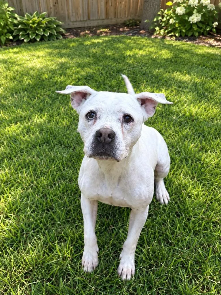 An adult medium-sized female Mixed Breed dog named Sariah for adoption in Ocala, FL