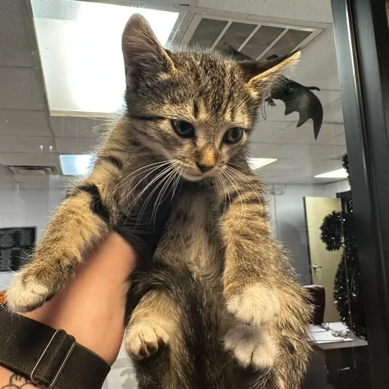 A baby small-sized female Brown / Chocolate Domestic Short Hair cat named Tequila for adoption in Gadsden, AL