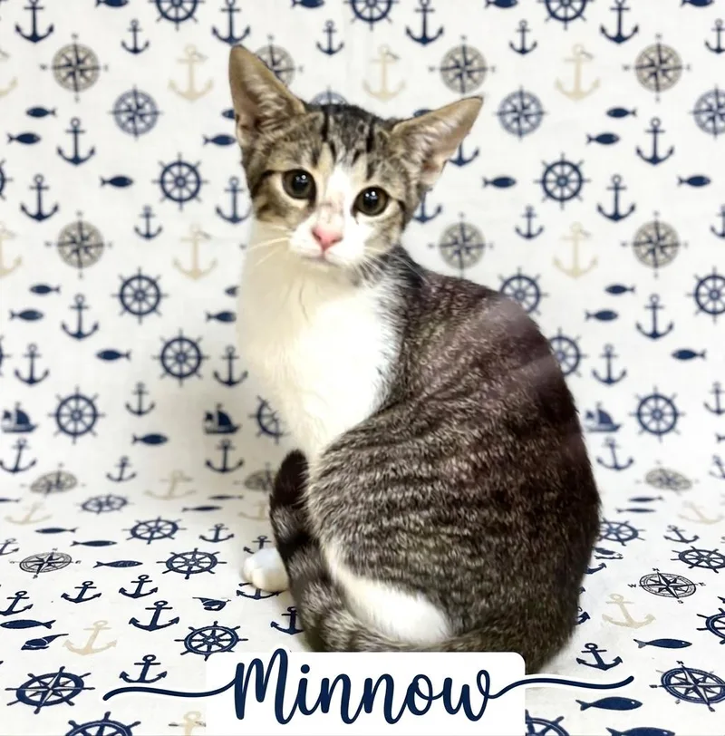 A baby medium-sized female Domestic Short Hair cat named Minnow for adoption in Simpsonville, SC