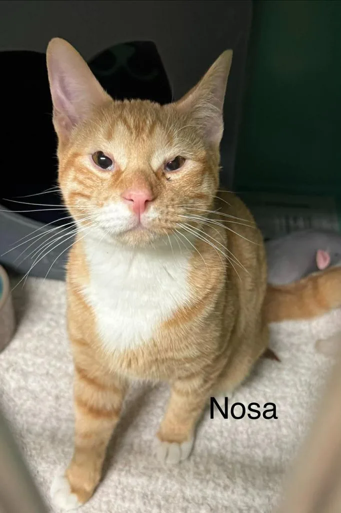 Nosa thumbnail 3