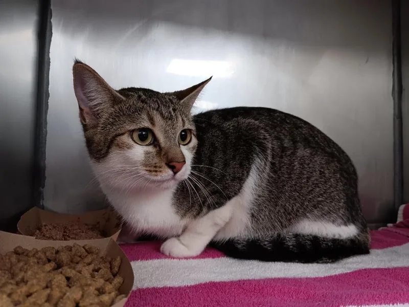 A young medium-sized female Domestic Short Hair cat named Chai for adoption in New Braunfels, TX