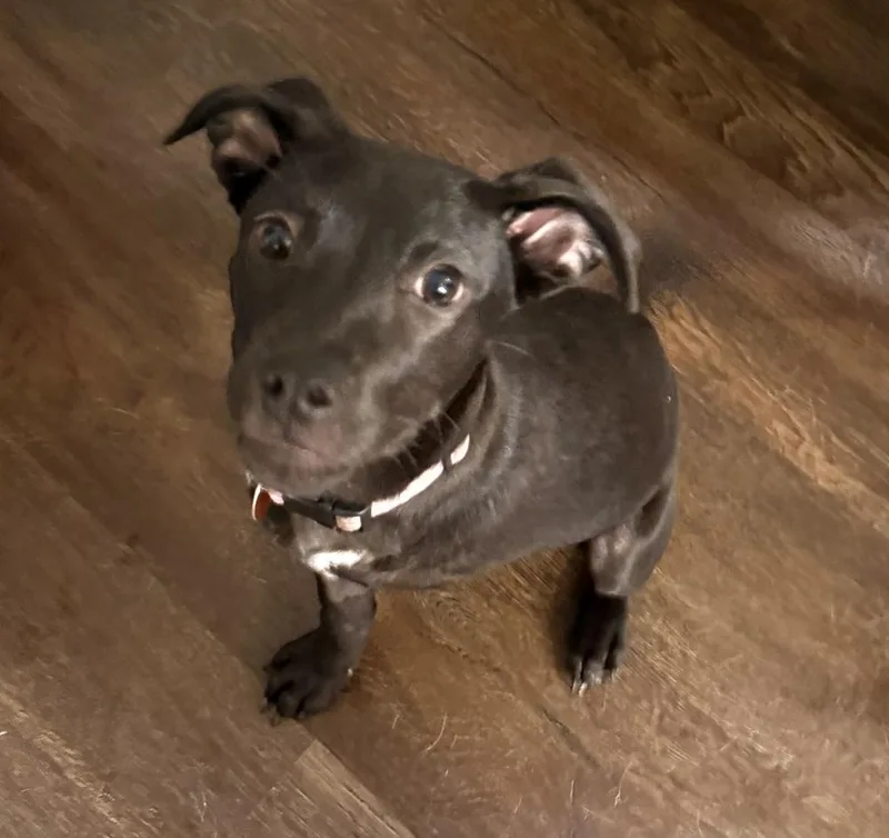A young medium-sized female Black Labrador Retriever dog named Blossom Breeze for adoption in Brookshire, TX