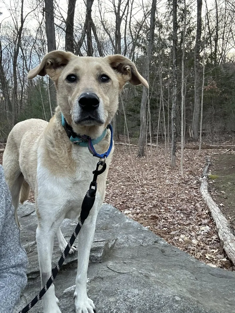 A senior medium-sized female Apricot / Beige Labrador Retriever dog named Luna for adoption in Hudson, MA