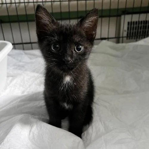 A baby small-sized female Black Domestic Short Hair cat named Karma for adoption in Edmond, OK