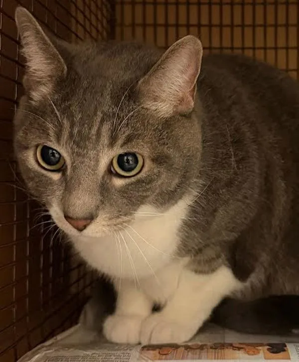 An adult small-sized male Domestic Short Hair cat named Beau for adoption in Austin, TX