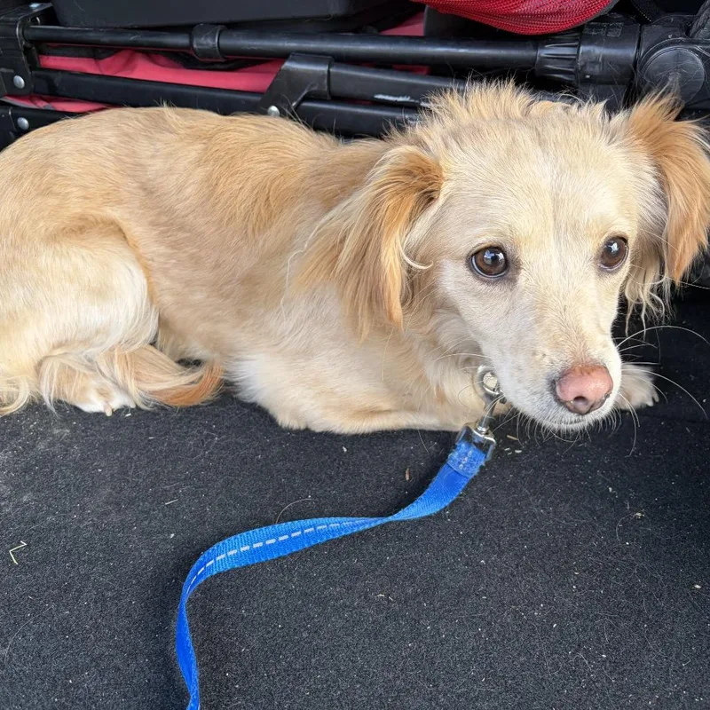 An adult small-sized female Yellow / Tan / Blond / Fawn Spaniel dog named Marlie for adoption in Cashmere, WA