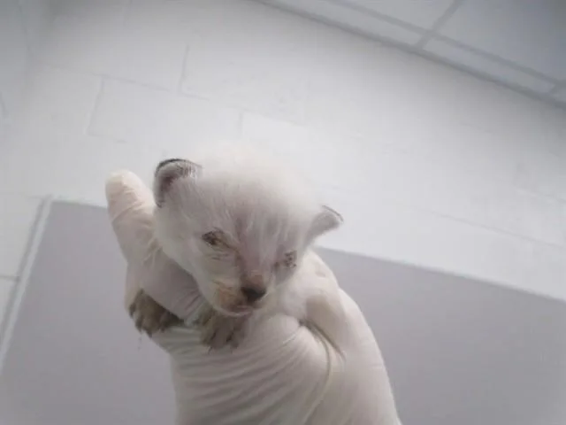 A baby small-sized male Domestic Short Hair cat named Zeus for adoption in Ocala, FL