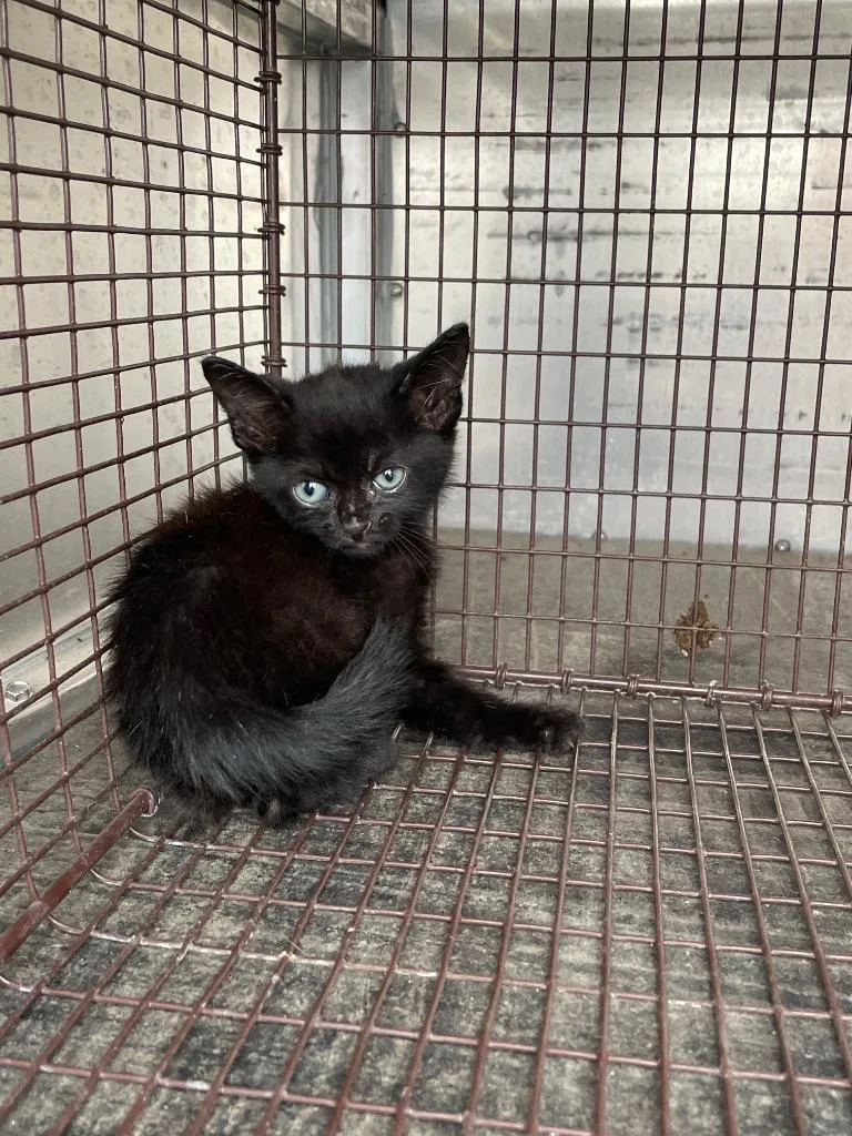 A baby small-sized female Domestic Short Hair cat named Crispy for adoption in New Braunfels, TX