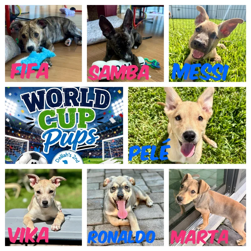 A baby medium-sized male Terrier dog named World Cup Pups for adoption in Port Saint Lucie, FL