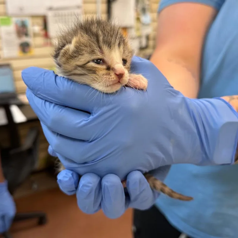 A baby small-sized male Gray / Blue / Silver Domestic Short Hair cat named Toto for adoption in Lynchburg, VA