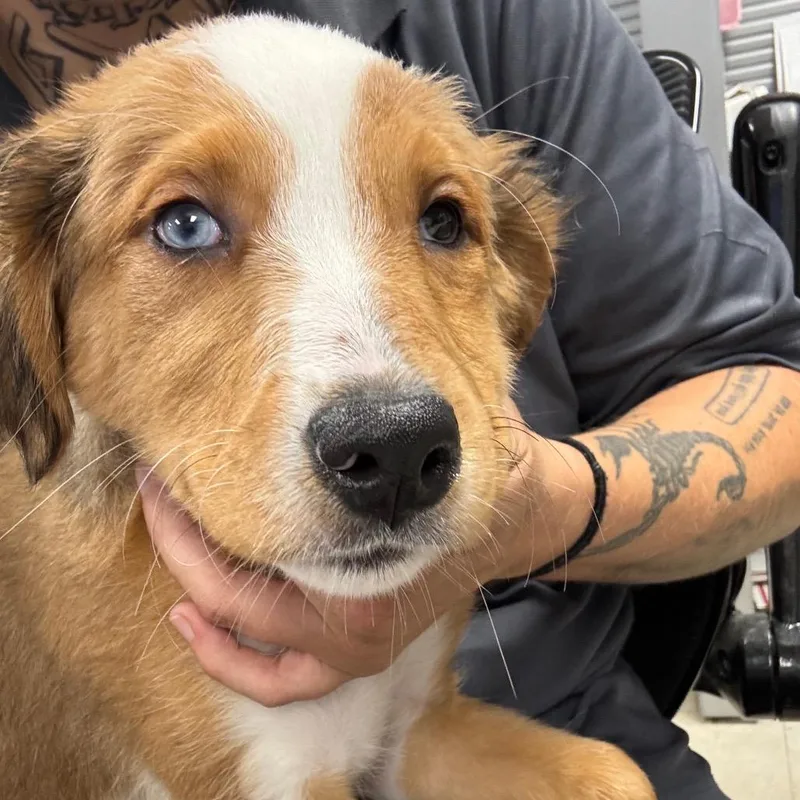 A baby small-sized female Brown / Chocolate Mixed Breed dog named Liddy for adoption in St Joseph, MO