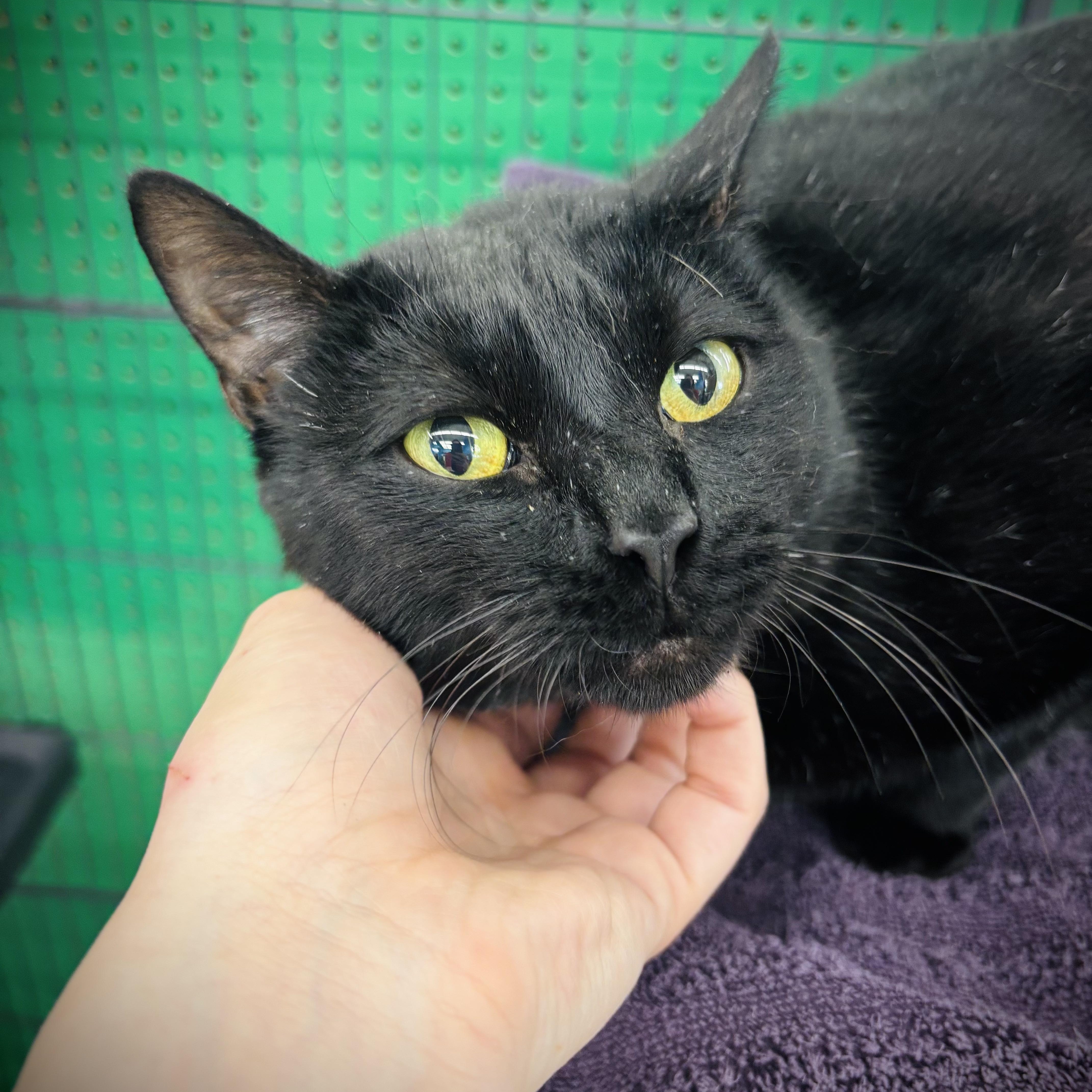 A young large-sized male Black Domestic Short Hair cat named Jefferson for adoption in Buffalo, NY