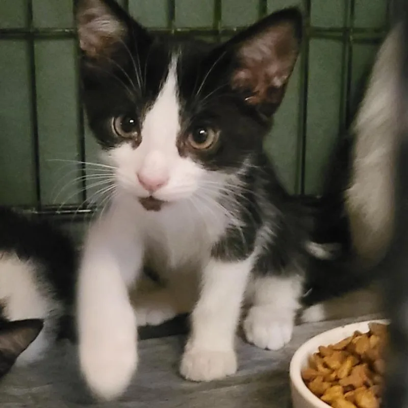 A baby small-sized male White Domestic Short Hair cat named Miles for adoption in Long Beach, CA