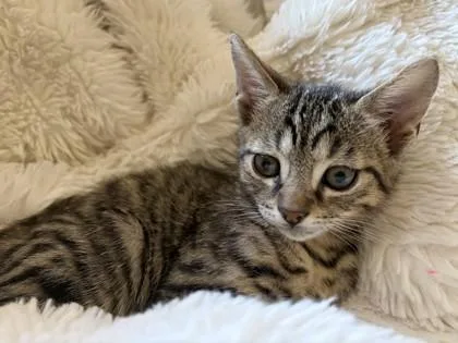 A young small-sized male Tabby (Gray / Blue / Silver) Domestic Short Hair cat named Jerry for adoption in Santa Cruz, CA