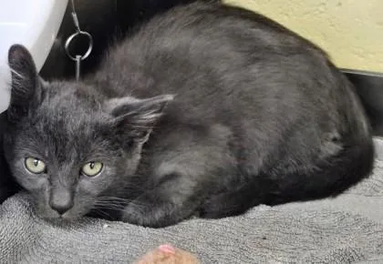 A baby small-sized male Domestic Short Hair cat named Raven for adoption in Independence, MO