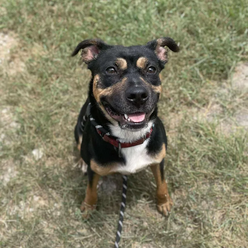 A young medium-sized female Black Staffordshire Bull Terrier dog named Freida for adoption in Center Point, TX
