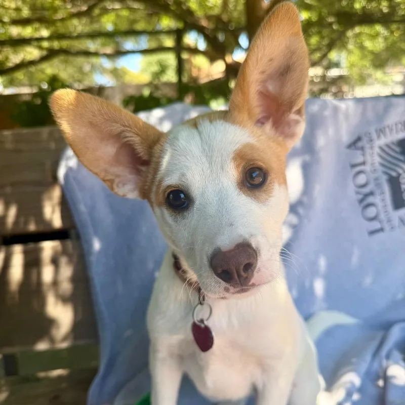 A baby medium-sized female Sable Australian Cattle Dog / Blue Heeler dog named Dove for adoption in Point Richmond, CA