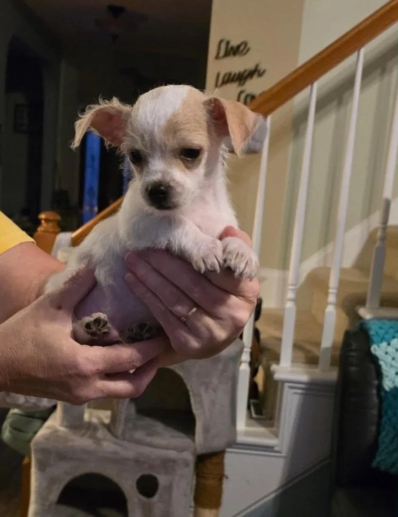Opie thumbnail 3