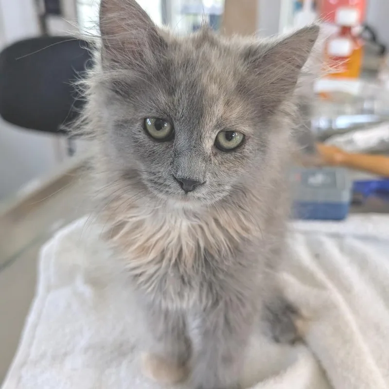 A baby small-sized female Gray / Blue / Silver Domestic Medium Hair cat named Bo Peep for adoption in Chapel Hill, NC