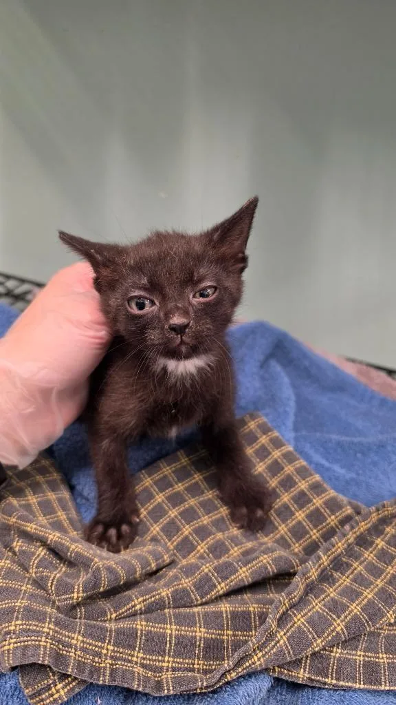 A baby small-sized male Domestic Short Hair cat named Blane for adoption in Athens, TN