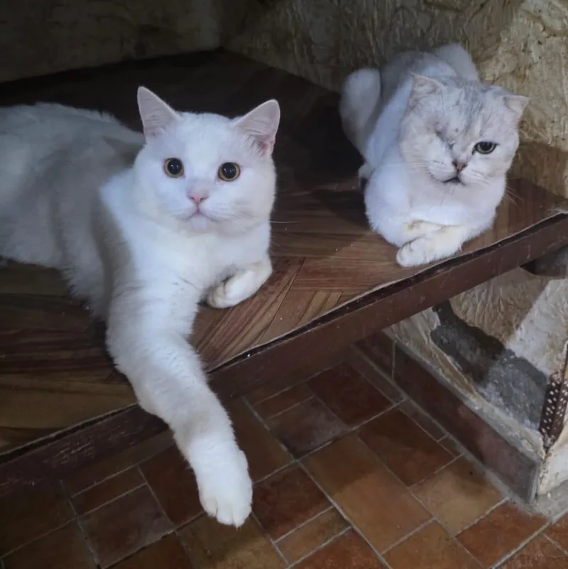 An adult medium-sized female British Shorthair cat named Fabi for adoption in New York, NY