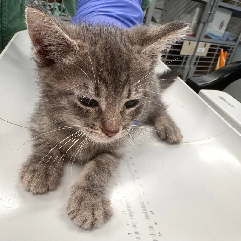A baby small-sized male Gray / Blue / Silver Domestic Short Hair cat named Mcsteamy for adoption in Wheeling, IL