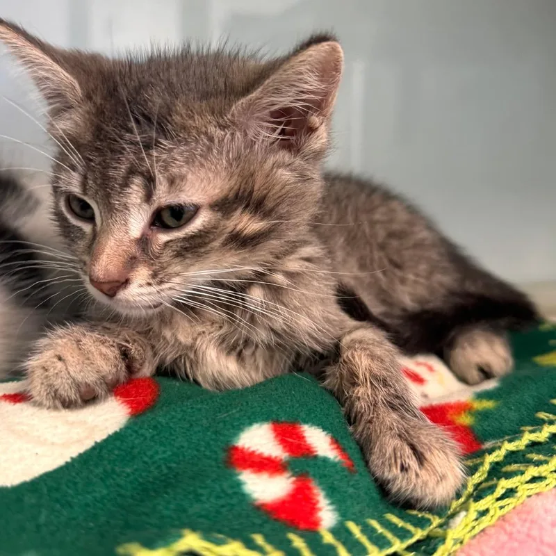 Mcsteamy thumbnail 2