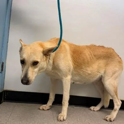 An adult large-sized female White / Cream Sheep Dog dog named Sadie for adoption in Bastrop, TX