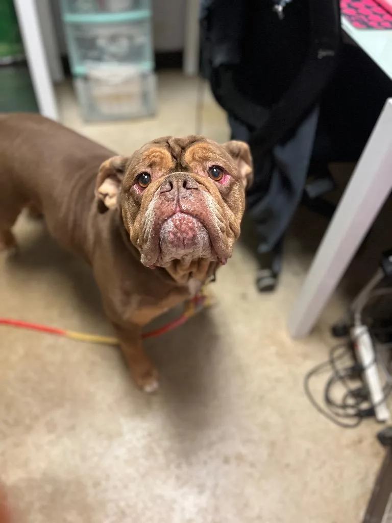 An adult extra large-sized male English Bulldog dog named Blake for adoption in New Braunfels, TX