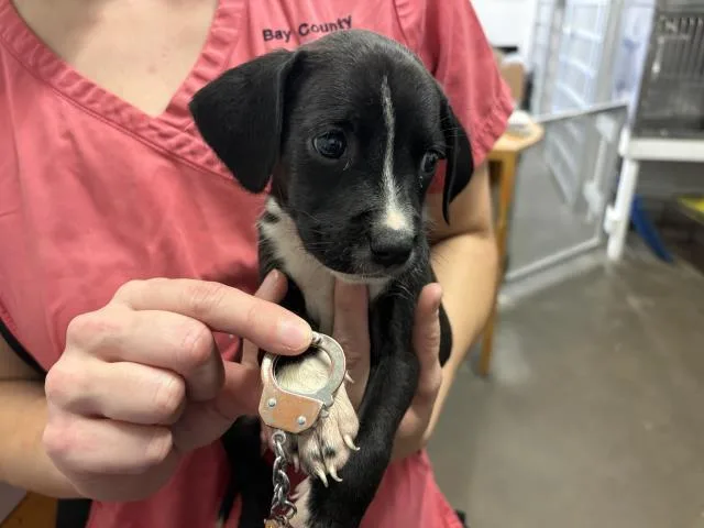 A baby small-sized male Hound dog named Grouper for adoption in Panama City, FL