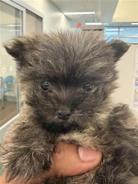 A baby medium-sized male Yorkshire Terrier dog named Zev for adoption in Houston, TX