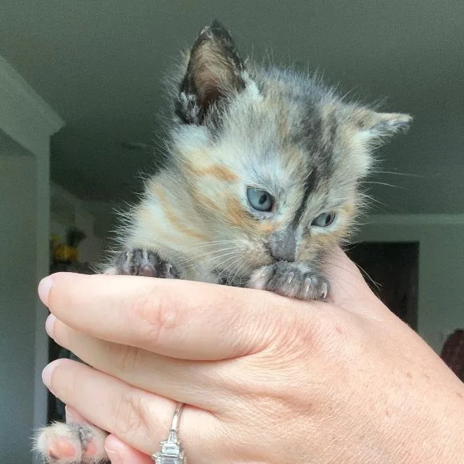 A baby small-sized female Tortoiseshell Domestic Short Hair cat named Agatha for adoption in Brownsboro, AL