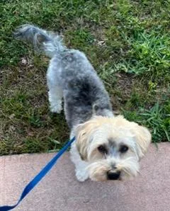 An adult small-sized male White / Cream Yorkie Poo dog named Chevy for adoption in Longwood, FL