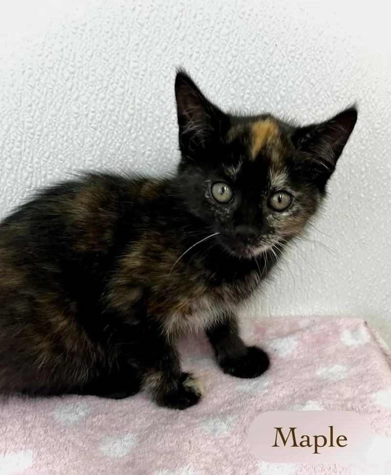 A baby small-sized female Domestic Short Hair cat named Maple for adoption in Chalfont, PA