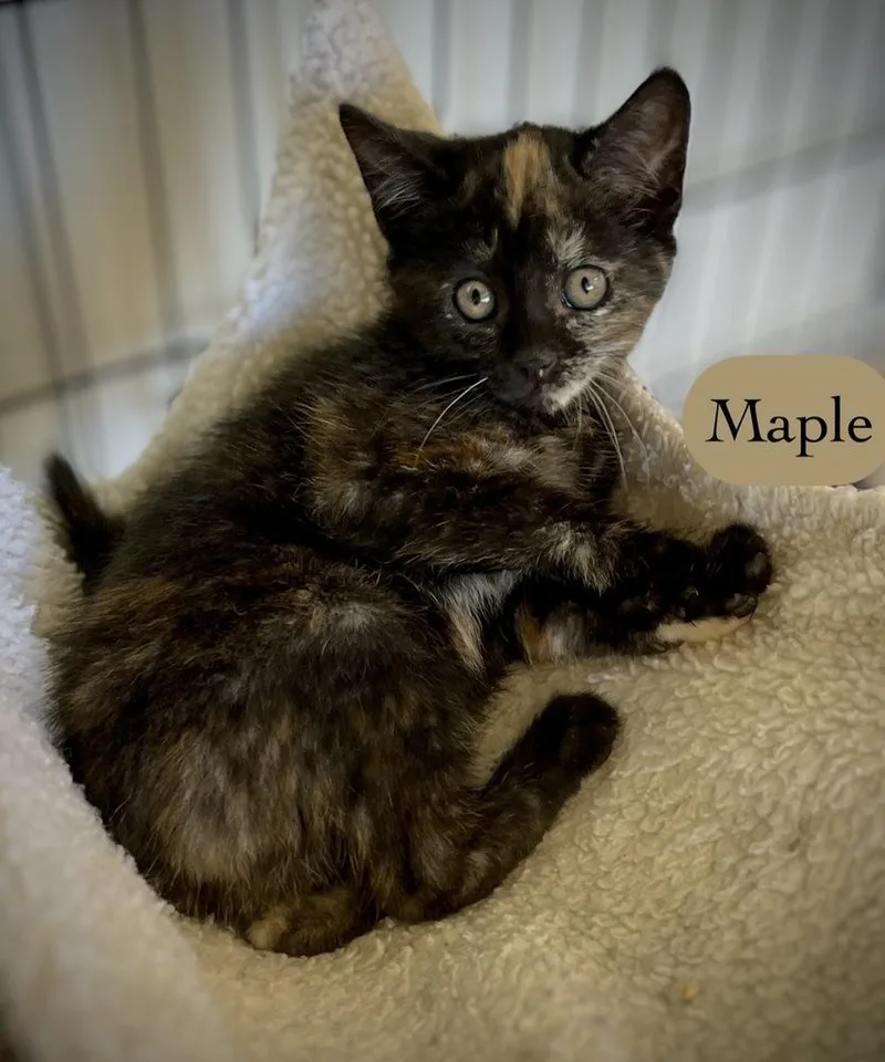 Maple thumbnail 2