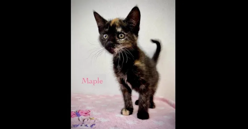 Maple thumbnail 3