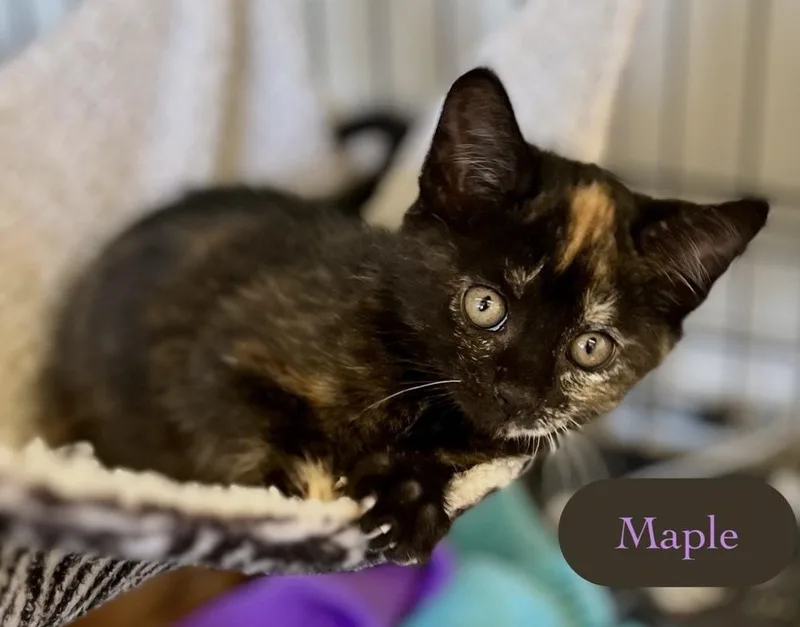 Maple thumbnail 4