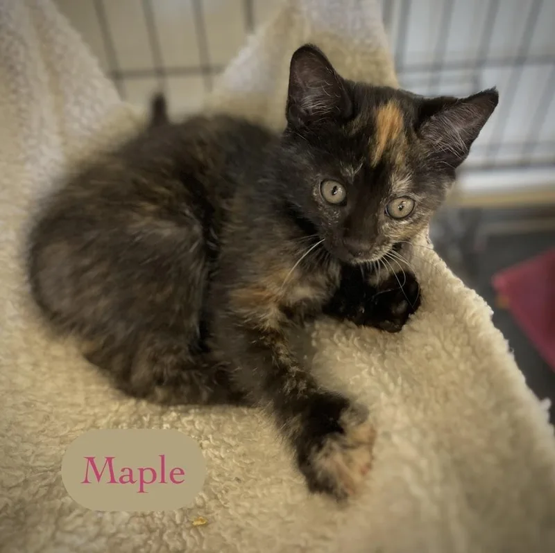 Maple thumbnail 5