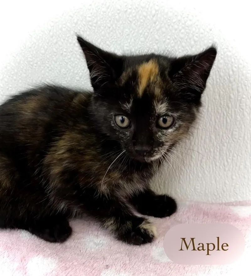 Maple thumbnail 6