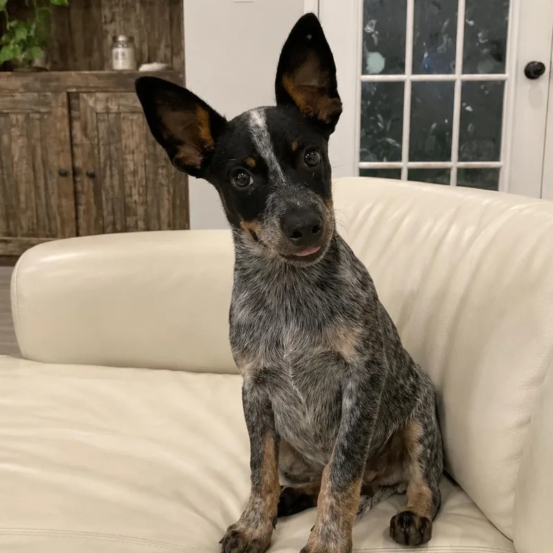 A baby small-sized male Gray / Blue / Silver Australian Cattle Dog / Blue Heeler dog named Maverick for adoption in Baton Rouge, LA
