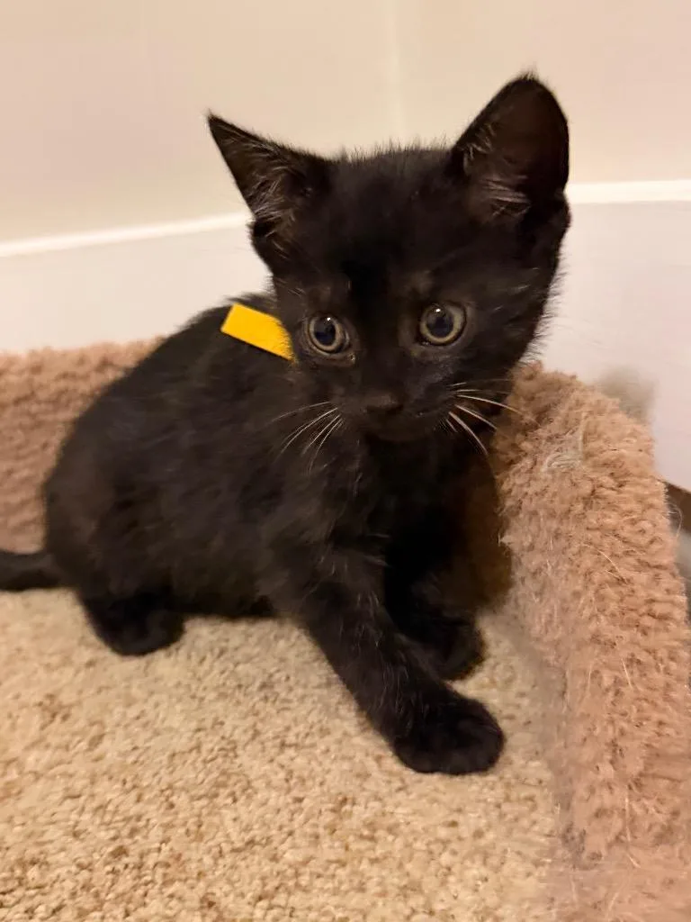 A baby small-sized female Domestic Short Hair cat named Fuzzington for adoption in Newnan, GA