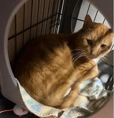 An adult medium-sized male Domestic Short Hair cat named Oscar for adoption in Windsor, CT