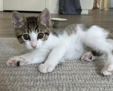 A baby medium-sized male Domestic Short Hair cat named Macchiato for adoption in Woodland, CA