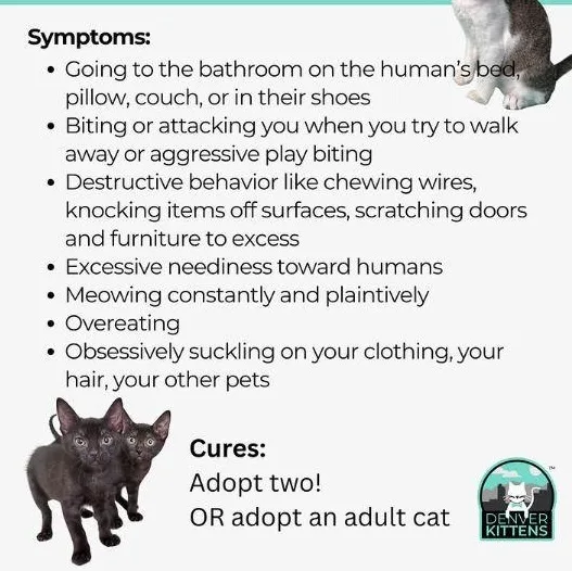 A baby small-sized female Tabby (Gray / Blue / Silver) Domestic Short Hair cat named Hyacinth for adoption in West Jefferson, OH