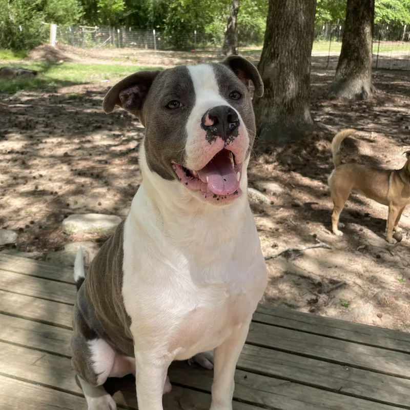A young medium-sized male Pit Bull Terrier dog named Odin for adoption in Ruston, LA