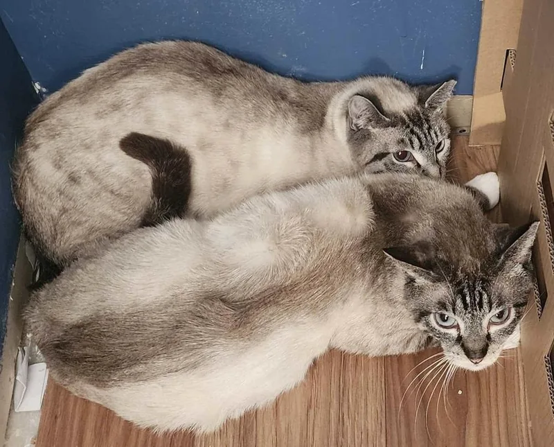 A young medium-sized female Gray & White Siamese cat named Flower for adoption in Chicago, IL