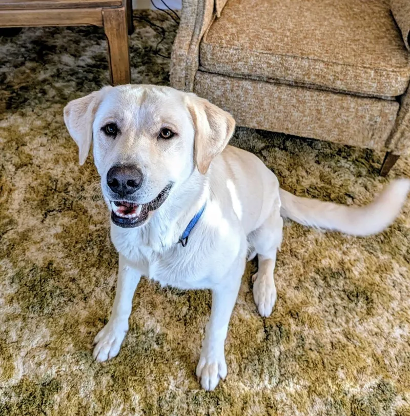 A young large-sized female Labrador Retriever dog named Lady for adoption in Williamsburg, NM