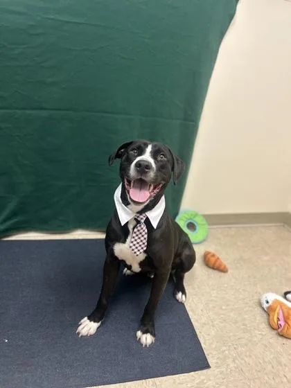 A young medium-sized male Black Mixed Breed dog named Neptune for adoption in Hamilton, OH