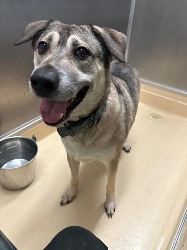 An adult medium-sized male Gray / Blue / Silver Mixed Breed dog named Joe for adoption in Burgaw, NC