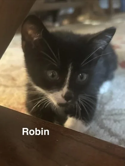 A baby small-sized male Domestic Short Hair cat named Robin for adoption in Chamblee, GA